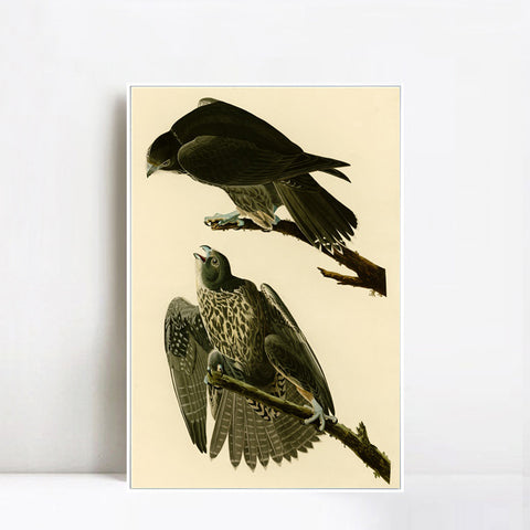 INVIN ART Framed Canvas Giclee Print Series#119 by John James Audubon Wall Art Living Room Home Office Decorations