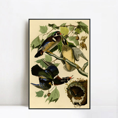 INVIN ART Framed Canvas Giclee Print Summer or Wood Duck by John James Audubon Wall Art Living Room Home Office Decorations