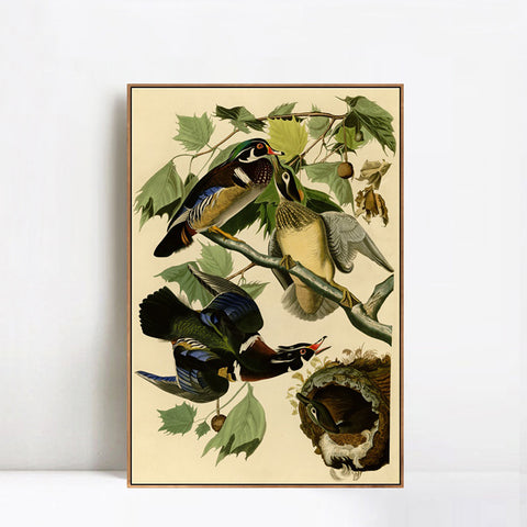INVIN ART Framed Canvas Giclee Print Summer or Wood Duck by John James Audubon Wall Art Living Room Home Office Decorations