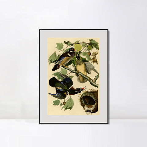 INVIN ART Metal Framed Canvas Giclee Print Summer or Wood Duck by John James Audubon Wall Art Living Room Home Office Decorations