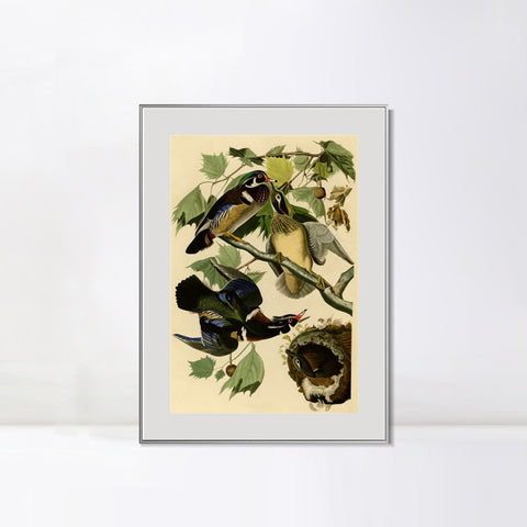 INVIN ART Metal Framed Canvas Giclee Print Summer or Wood Duck by John James Audubon Wall Art Living Room Home Office Decorations