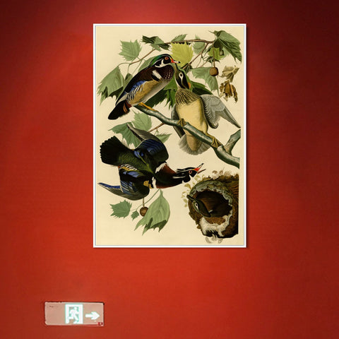 INVIN ART Framed Canvas Giclee Print Summer or Wood Duck by John James Audubon Wall Art Living Room Home Office Decorations