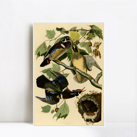 INVIN ART Framed Canvas Giclee Print Summer or Wood Duck by John James Audubon Wall Art Living Room Home Office Decorations