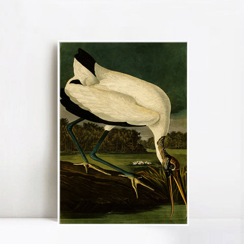 INVIN ART Framed Canvas Giclee Print Series#121 by John James Audubon Wall Art Living Room Home Office Decorations