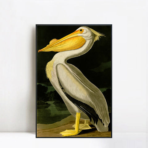 INVIN ART Framed Canvas Giclee Print American White Pelican by John James Audubon Wall Art Living Room Home Office Decorations