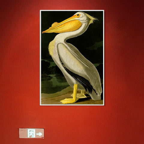 INVIN ART Framed Canvas Giclee Print American White Pelican by John James Audubon Wall Art Living Room Home Office Decorations