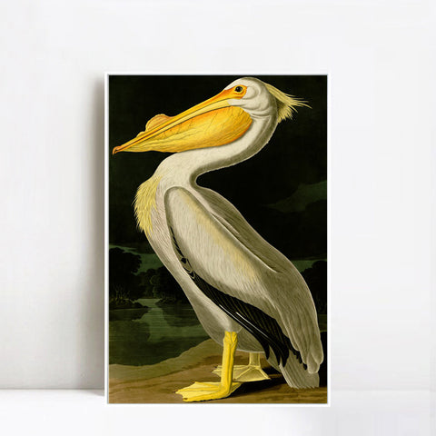 INVIN ART Framed Canvas Giclee Print American White Pelican by John James Audubon Wall Art Living Room Home Office Decorations