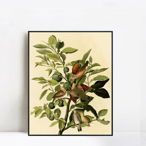 INVIN ART Framed Canvas Giclee Print Ground Dove by John James Audubon Wall Art Living Room Home Office Decorations