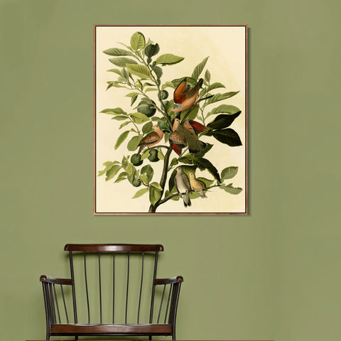 INVIN ART Framed Canvas Giclee Print Ground Dove by John James Audubon Wall Art Living Room Home Office Decorations