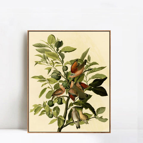 INVIN ART Framed Canvas Giclee Print Ground Dove by John James Audubon Wall Art Living Room Home Office Decorations
