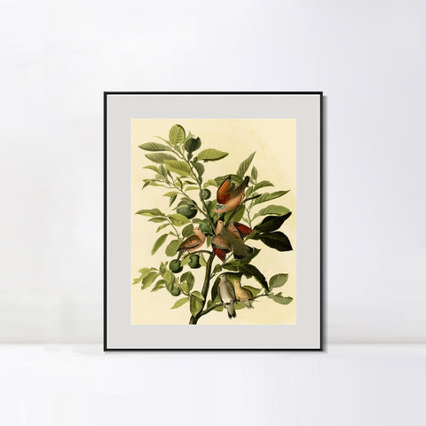 INVIN ART Metal Framed Canvas Giclee Print Ground Dove by John James Audubon Wall Art Living Room Home Office Decorations