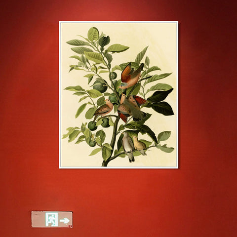 INVIN ART Framed Canvas Giclee Print Ground Dove by John James Audubon Wall Art Living Room Home Office Decorations