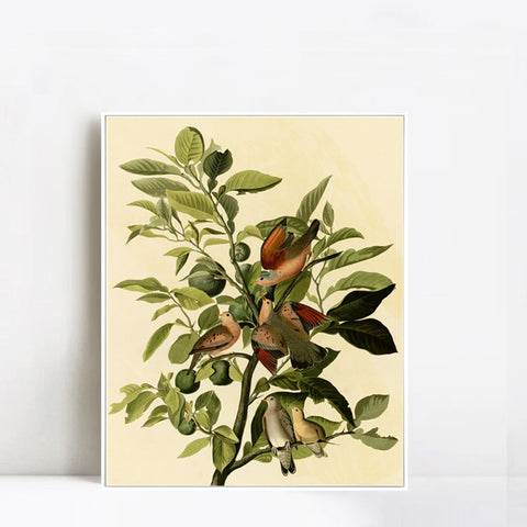 INVIN ART Framed Canvas Giclee Print Ground Dove by John James Audubon Wall Art Living Room Home Office Decorations