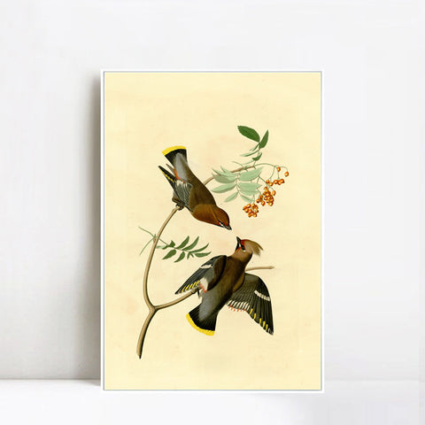 INVIN ART Framed Canvas Giclee Print Series#125 by John James Audubon Wall Art Living Room Home Office Decorations