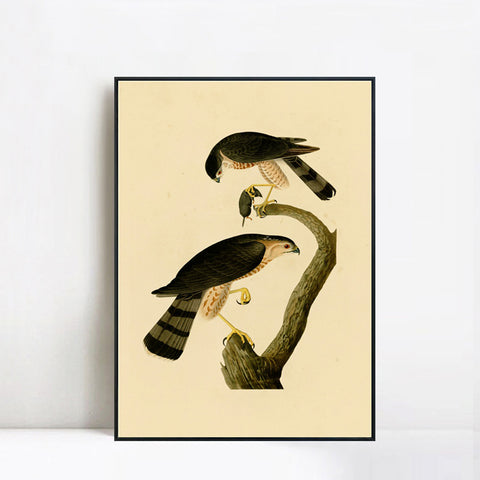 INVIN ART Framed Canvas Giclee Print Sharp shinned Hawk by John James Audubon Wall Art Living Room Home Office Decorations