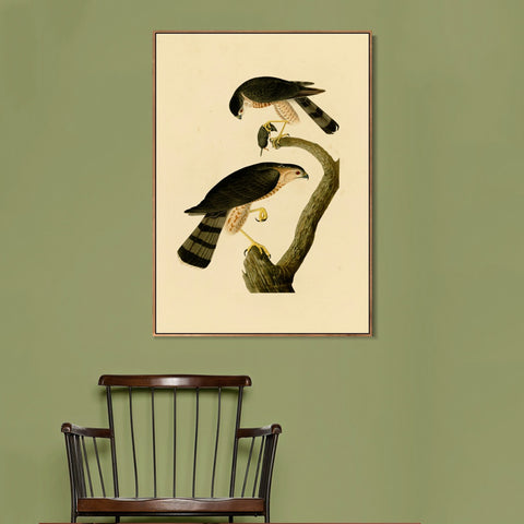INVIN ART Framed Canvas Giclee Print Sharp shinned Hawk by John James Audubon Wall Art Living Room Home Office Decorations