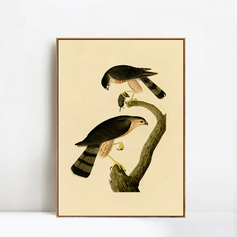 INVIN ART Framed Canvas Giclee Print Sharp shinned Hawk by John James Audubon Wall Art Living Room Home Office Decorations