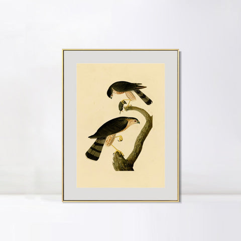 INVIN ART Metal Framed Canvas Giclee Print Sharp shinned Hawk by John James Audubon Wall Art Living Room Home Office Decorations
