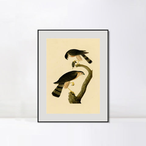 INVIN ART Metal Framed Canvas Giclee Print Sharp shinned Hawk by John James Audubon Wall Art Living Room Home Office Decorations