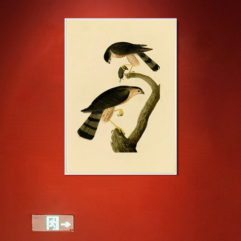 INVIN ART Framed Canvas Giclee Print Sharp shinned Hawk by John James Audubon Wall Art Living Room Home Office Decorations