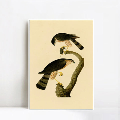 INVIN ART Framed Canvas Giclee Print Sharp shinned Hawk by John James Audubon Wall Art Living Room Home Office Decorations