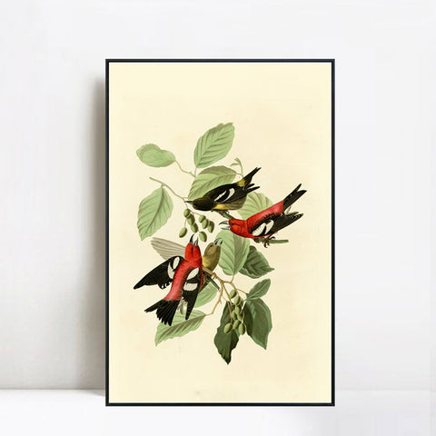 INVIN ART Framed Canvas Giclee Print White winged Crossbill by John James Audubon Wall Art Living Room Home Office Decorations