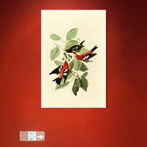 INVIN ART Framed Canvas Giclee Print White winged Crossbill by John James Audubon Wall Art Living Room Home Office Decorations
