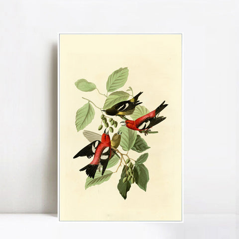 INVIN ART Framed Canvas Giclee Print White winged Crossbill by John James Audubon Wall Art Living Room Home Office Decorations