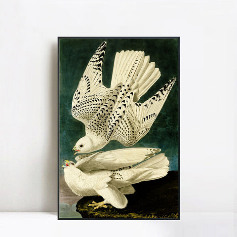 INVIN ART Framed Canvas Giclee Print Iceland or Jer Falcon by John James Audubon Wall Art Living Room Home Office Decorations