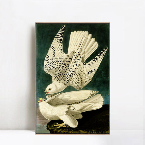 INVIN ART Framed Canvas Giclee Print Iceland or Jer Falcon by John James Audubon Wall Art Living Room Home Office Decorations