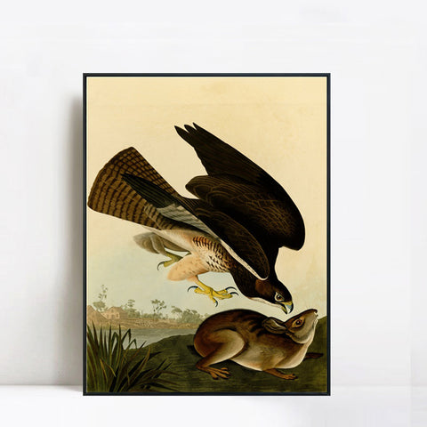 INVIN ART Framed Canvas Giclee Print Common Buzzard by John James Audubon Wall Art Living Room Home Office Decorations