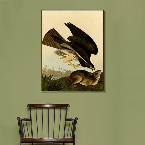 INVIN ART Framed Canvas Giclee Print Common Buzzard by John James Audubon Wall Art Living Room Home Office Decorations