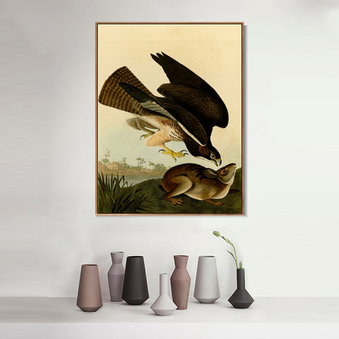 INVIN ART Framed Canvas Giclee Print Common Buzzard by John James Audubon Wall Art Living Room Home Office Decorations