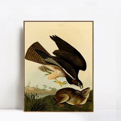 INVIN ART Framed Canvas Giclee Print Common Buzzard by John James Audubon Wall Art Living Room Home Office Decorations