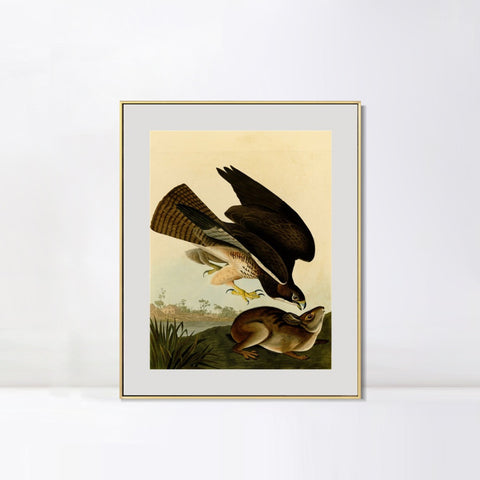 INVIN ART Metal Framed Canvas Giclee Print Common Buzzard by John James Audubon Wall Art Living Room Home Office Decorations