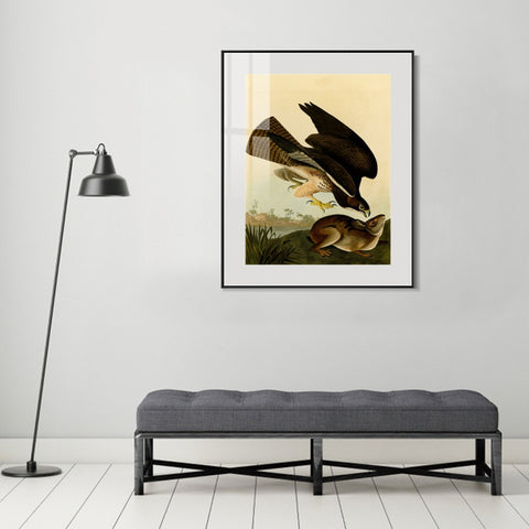 INVIN ART Metal Framed Canvas Giclee Print Common Buzzard by John James Audubon Wall Art Living Room Home Office Decorations