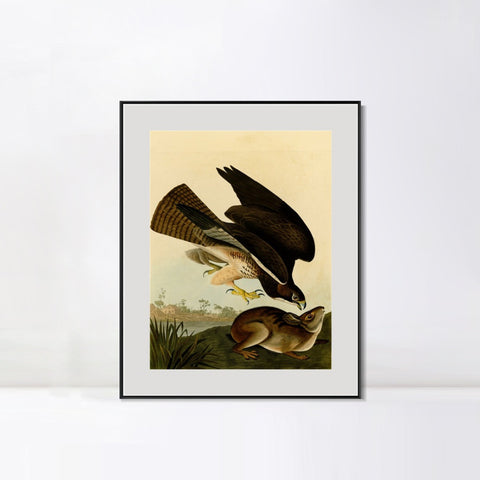 INVIN ART Metal Framed Canvas Giclee Print Common Buzzard by John James Audubon Wall Art Living Room Home Office Decorations