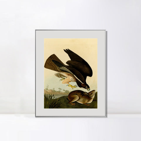 INVIN ART Metal Framed Canvas Giclee Print Common Buzzard by John James Audubon Wall Art Living Room Home Office Decorations