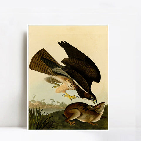 INVIN ART Framed Canvas Giclee Print Common Buzzard by John James Audubon Wall Art Living Room Home Office Decorations