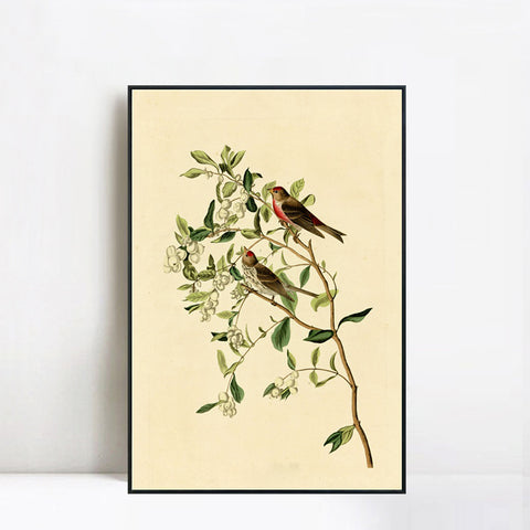 INVIN ART Framed Canvas Lesser Red Poll by John James Audubon Wall Art Living Room Home Office Decorations