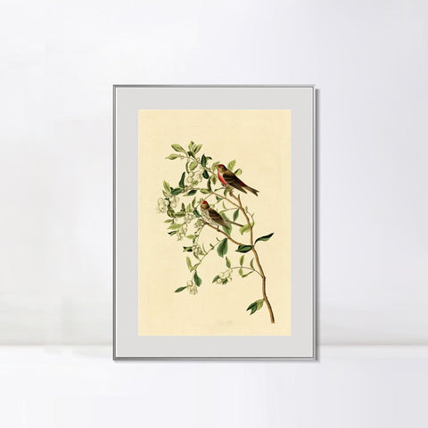 INVIN ART Metal Framed Canvas Lesser Red Poll by John James Audubon Wall Art Living Room Home Office Decorations