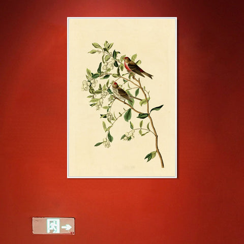 INVIN ART Framed Canvas Lesser Red Poll by John James Audubon Wall Art Living Room Home Office Decorations