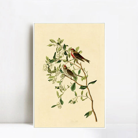 INVIN ART Framed Canvas Lesser Red Poll by John James Audubon Wall Art Living Room Home Office Decorations