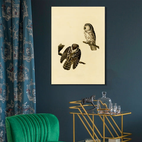 INVIN ART Framed Canvas Tengmalm's Owl by John James Audubon Wall Art Living Room Home Office Decorations