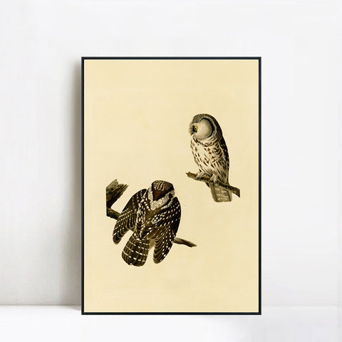 INVIN ART Framed Canvas Tengmalm's Owl by John James Audubon Wall Art Living Room Home Office Decorations