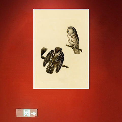 INVIN ART Framed Canvas Tengmalm's Owl by John James Audubon Wall Art Living Room Home Office Decorations