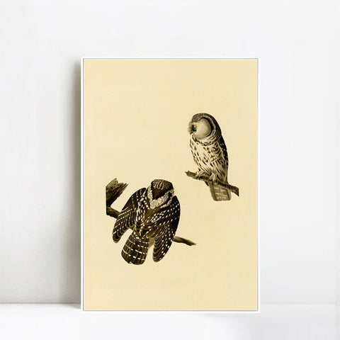 INVIN ART Framed Canvas Tengmalm's Owl by John James Audubon Wall Art Living Room Home Office Decorations