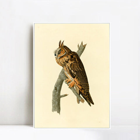 INVIN ART Framed Canvas Long eared Owl by John James Audubon Wall Art Living Room Home Office Decorations