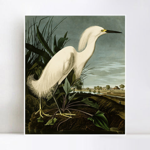 INVIN ART Framed Canvas Snowy Heron or White Egret by John James Audubon Wall Art Living Room Home Office Decorations