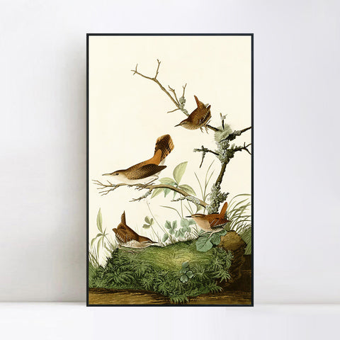 INVIN ART Framed Canvas Series#136 by John James Audubon Wall Art Living Room Home Office Decorations
